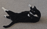 a black and white cat is laying on its back