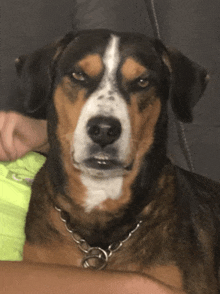 a close up of a brown and white dog with a chain around its neck