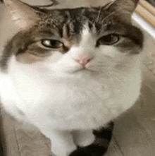 a close up of a brown and white cat looking up at the camera