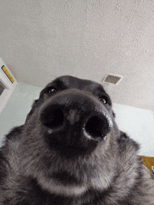 a close up of a dog 's nose in a room with a ceiling fan