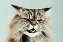 a close up of a cat with its mouth open and a very angry look on its face .