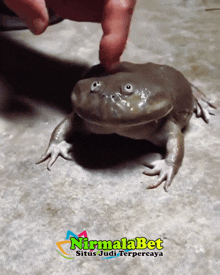 a person petting a frog with nirmalabet written on the bottom right