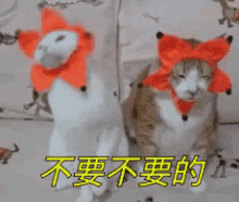 two cats wearing red hats with chinese writing