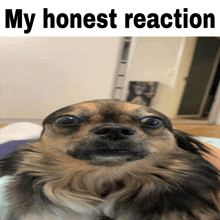 a picture of a dog with the words " my honest reaction " above it