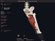 a screenshot of an adductor magnus muscle on a phone