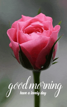 a pink rose with the words " good morning have a lovely day " below it