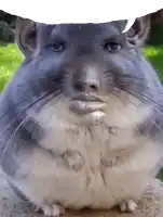 a close up of a chinchilla with a speech bubble above it