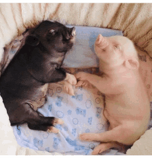 two pigs laying on a bed with a blanket that has a bear on it