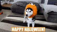 a husky dog wearing a lion costume is standing on a rug in front of a sign that says " happy halloween "