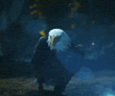 a bald eagle is standing in front of a light