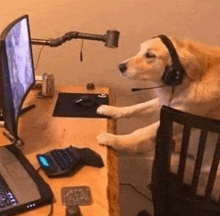 a dog wearing headphones is sitting at a desk with a computer .