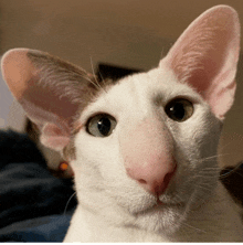 a close up of a white cat with a pink nose