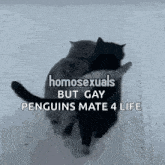 two cats hugging each other in the snow with the words homosexuals but gay penguins mate 4 life