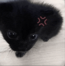 a close up of a black cat with a red angry face