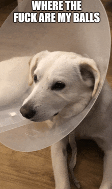 a white dog wearing a plastic cone around its neck with the words where the fuck are my balls above it