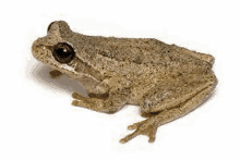 a small frog is sitting on a white background .