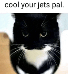 a black and white cat with a mustache is looking at the camera with the words `` cool your jets pal '' written above it .