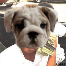 a bulldog is wearing a white shirt and holding a stack of money .