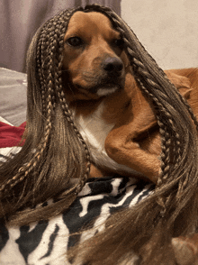 a dog wearing a braided wig laying on a blanket