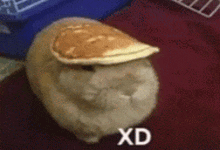 a cat with a pancake on its head and the words `` xd '' below it .