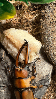 a close up of a beetle eating a piece of food