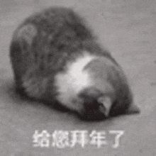 a black and white photo of a cat laying on the ground with chinese writing on it .