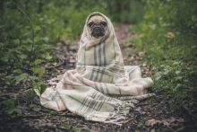 a pug wrapped in a plaid blanket in the woods