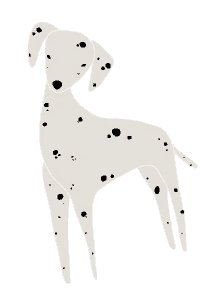 a dalmatian dog is standing on a white background .