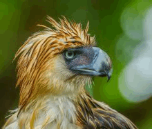 a close up of a bird with a long feathered head and a large beak .