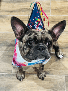 a french bulldog wearing a birthday hat and a tie dye shirt