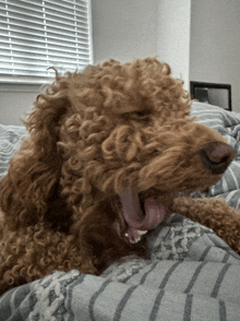 a brown dog with its tongue hanging out is laying on a bed