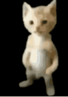 a blurred image of a cat standing on its hind legs .