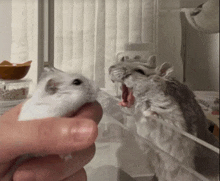 a person is holding a hamster while another hamster screams in the background