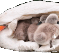 a group of ducklings sleeping under a swan 's feathers with a dislike button below them