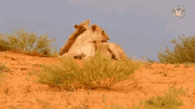 a couple of lions laying on top of a dirt hill with a logo that says ' the cat ' on it