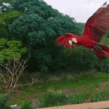 a red parrot is flying over a lush green field with trees in the background and the words " petcollective " on the bottom