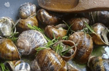 a wooden spoon is sitting on top of a pan of snails .