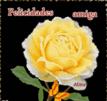 a yellow rose with the words felicidades amiga written on it