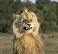 a close up of a lion 's face with its mouth open and teeth showing