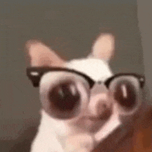 a close up of a cat wearing glasses and making a funny face .