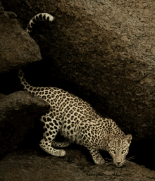 a leopard is standing on a rocky surface