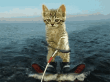 a kitten is riding a wakeboard in the water