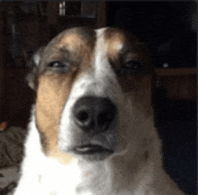 a close up of a brown and white dog 's face looking at the camera