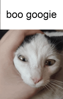 a black and white cat is being held in someone 's hand with the words boo google above it