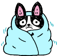 a black and white dog wrapped in a blue blanket with pink ears