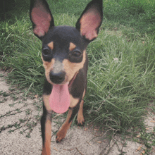 a small black and brown dog with a pink tongue is standing in the grass