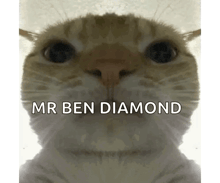 a close up of a cat with the words `` mr ben diamond '' written on it .