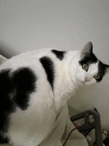 a black and white cat with green eyes sits on a white blanket