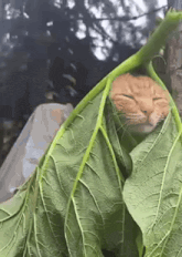 a cat is wrapped in a green leaf and sleeping .