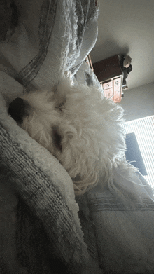 a white dog is laying on a bed with a blanket